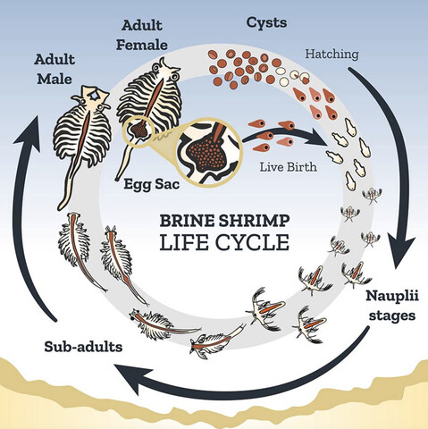 brine shimp life cycle