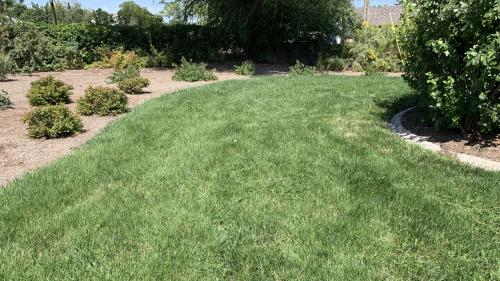 A specially-created blend of grass called "SLC Turf Trade" uses at least 30% less water than others, while still looking green.