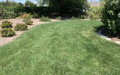 A specially-created blend of grass called "SLC Turf Trade" uses at least 30% less water than others, while still looking green.