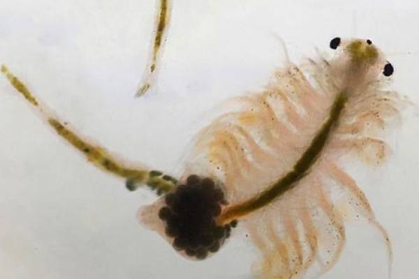 A male (top) and a female (bottom) brine shrimp. | Great Salt Lake Ecosystem Program, wildlife.utah.gov