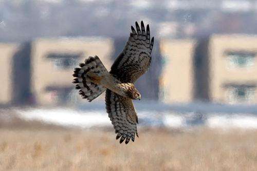 A northern harrier flies over the Great Salt Lake Shorelands Preserve next to a school in western Davis County on Tuesday, Jan. 31, 2023. Development in Davis County has tripled between 1997 and 2022.Kristin Murphy, Deseret News