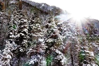 Snow-covered pine trees are pictured in the Wasatch-Cache National Forest in Millcreek on Jan. 12. The Great Salt Lake Strike Team issued a report Wednesday that finds the benefit of thinning forests is "unclear" but also "likely to be minimal." (Laura Seitz, Deseret News)