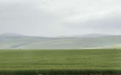 Crops grown outside Kinneret, Israel, on March 30, 2023. (Ben Winslow / FOX 13 News)