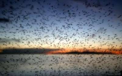 Nonbiting midges are pictured at Antelope Island on Monday. Shorebird survey volunteers noticed fewer bugs in the Great Salt Lake ecosystem during their August 2022 survey. (Photo: Kristin Murphy, Deseret News)