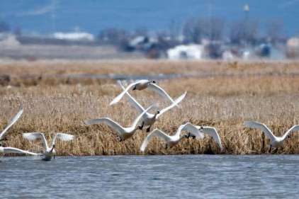 Tundra swans fly through the wetlands by the Great Salt Lake on Feb. 17. It's estimated that three-fourths of the continental tundra swans use the Great Salt Lake's wetlands annually. Those wetlands are the focus of a project that received federal grant money Wednesday. (Utah Division of Wildlife Resources)