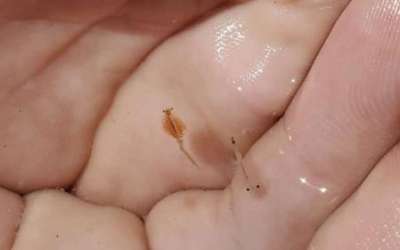 Brine shrimp are held in the palm of a person on Dec. 15, 2020. Brine shrimp cyst collection jumped considerably over the past year after improvements to the Great Salt Lake ecosystem, state wildlife officials said Thursday. (Utah Division of Wildlife Resources).
