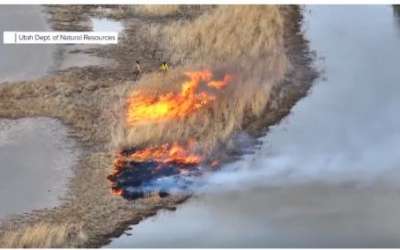 Prescribed burn of invasive phragmites in Ogden Bay. Screenshot from FOX 13 News.