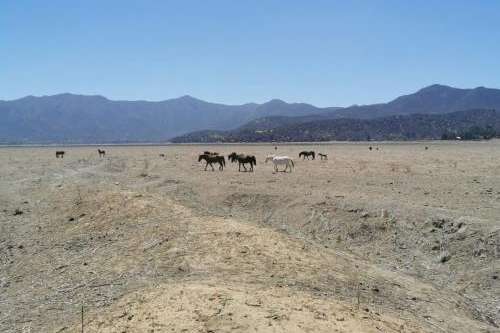 Horses graze on the former Lake Aculeo southwest of Santiago, Chile, in January  2021. The lake completely dried up in May 2018 due to drought, overpumping of groundwater, rapid population growth and agricultural as well as urban diversions. It serves as a cautionary tale for the dwindling Great Salt Lake.